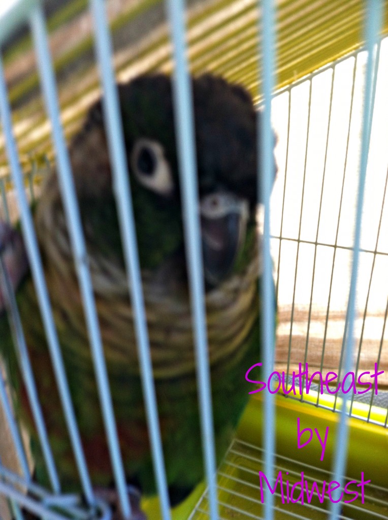 Boba Begging on southeastbymidwest.com #animalfriday #boba #greencheek