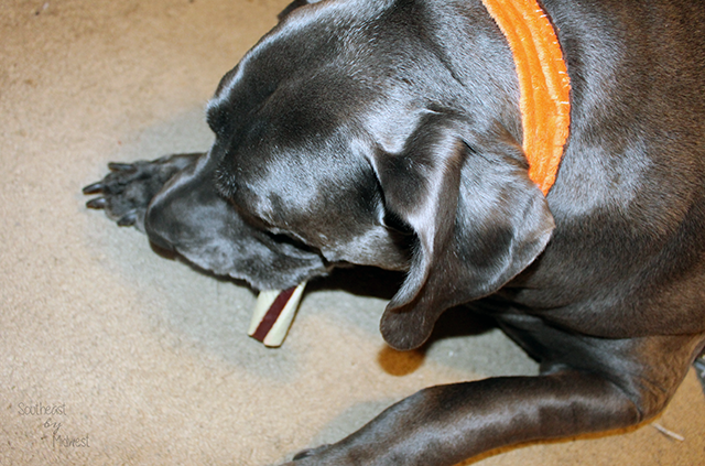 DIY Holiday Pet Collar and Purina Treats Eating || Southeast by Midwest #ToPetsWithLove #cbias #ad