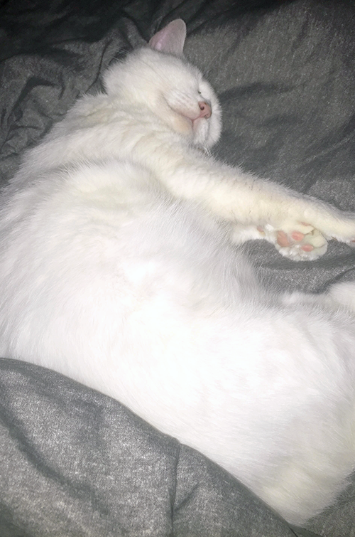 Day in the Life of Ghost Evening Snuggles || Southeast by Midwest #ad #sponsored #FreeandCleanLiving #tidycats #collectivebias