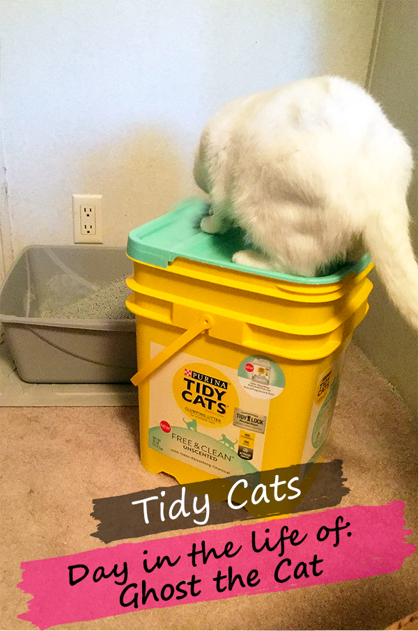 Day in the Life of Ghost || Southeast by Midwest #ad #sponsored #FreeandCleanLiving #tidycats #collectivebias